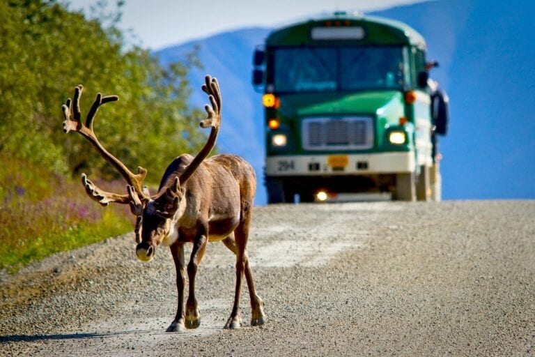Denali National Park bus with caribou