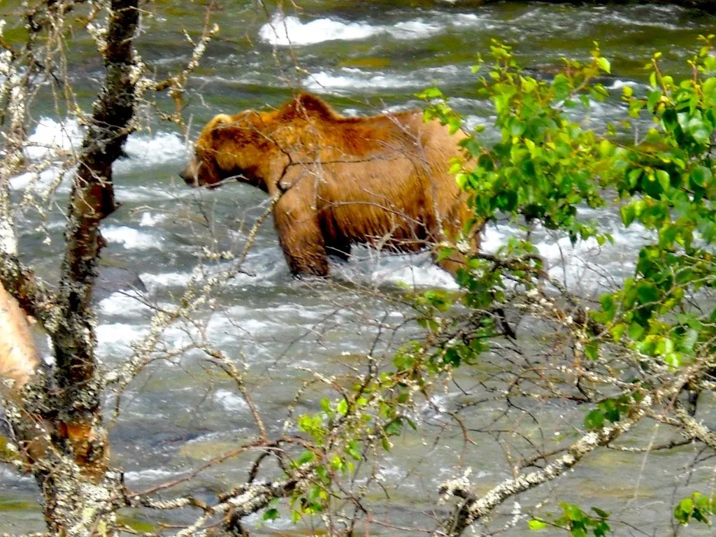 brown bear viewing in Alaska