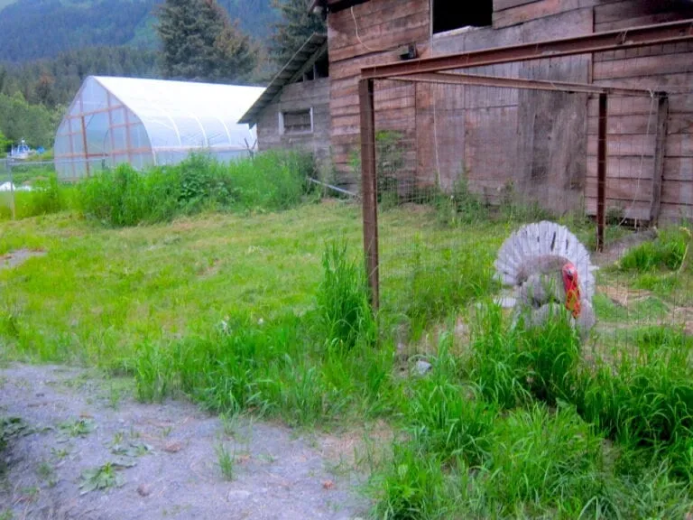 Alaska farm